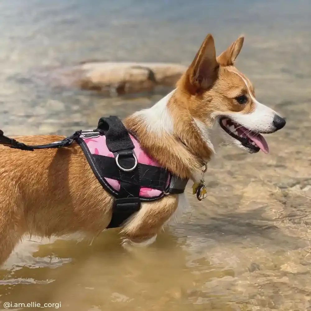 Pink Camo Joyride Basic Essential Dog Harness 1.0